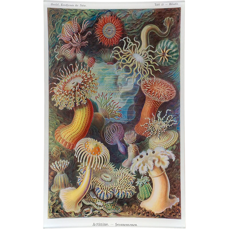 Actiniae (Sea Anemones)