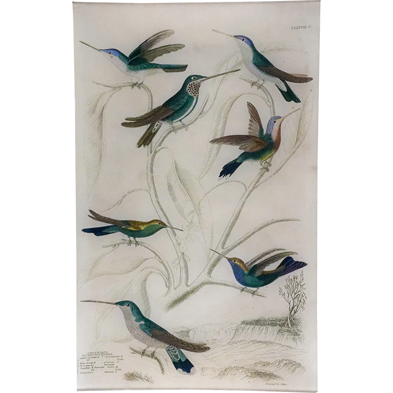Azure-crowned Hummingbirds
