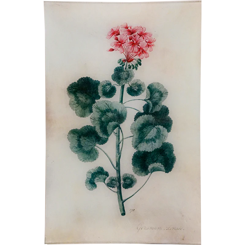 Geranium Zonale