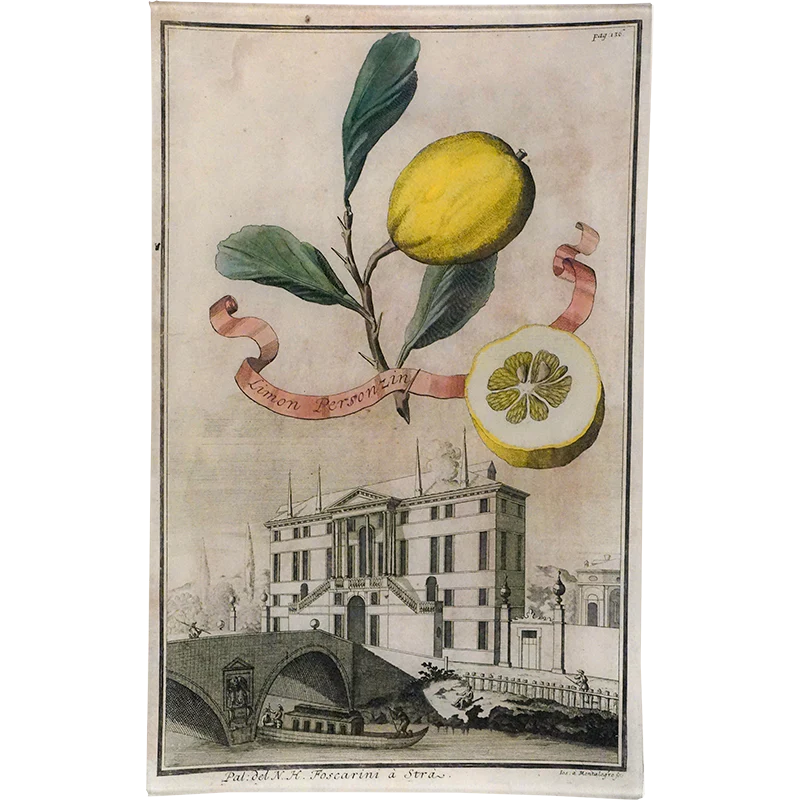 Limon Personzin 18c. Lemon