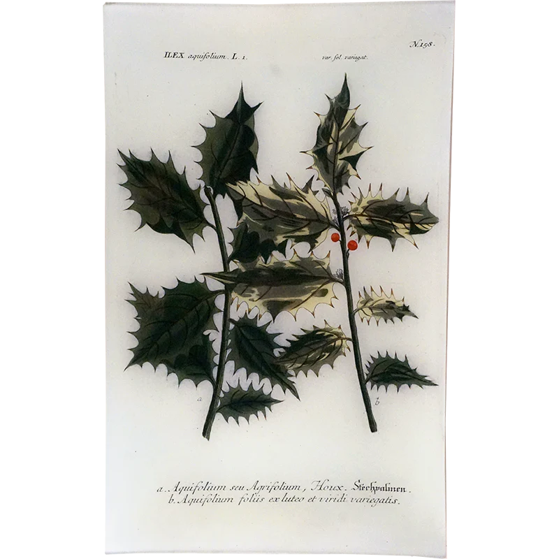 N. 158 Ilex Aquifolium