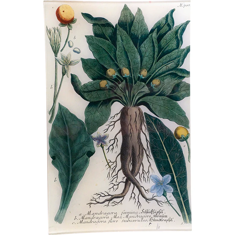 N. 708 Mandrake
