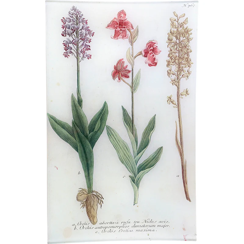 N. 767 Three Orchids