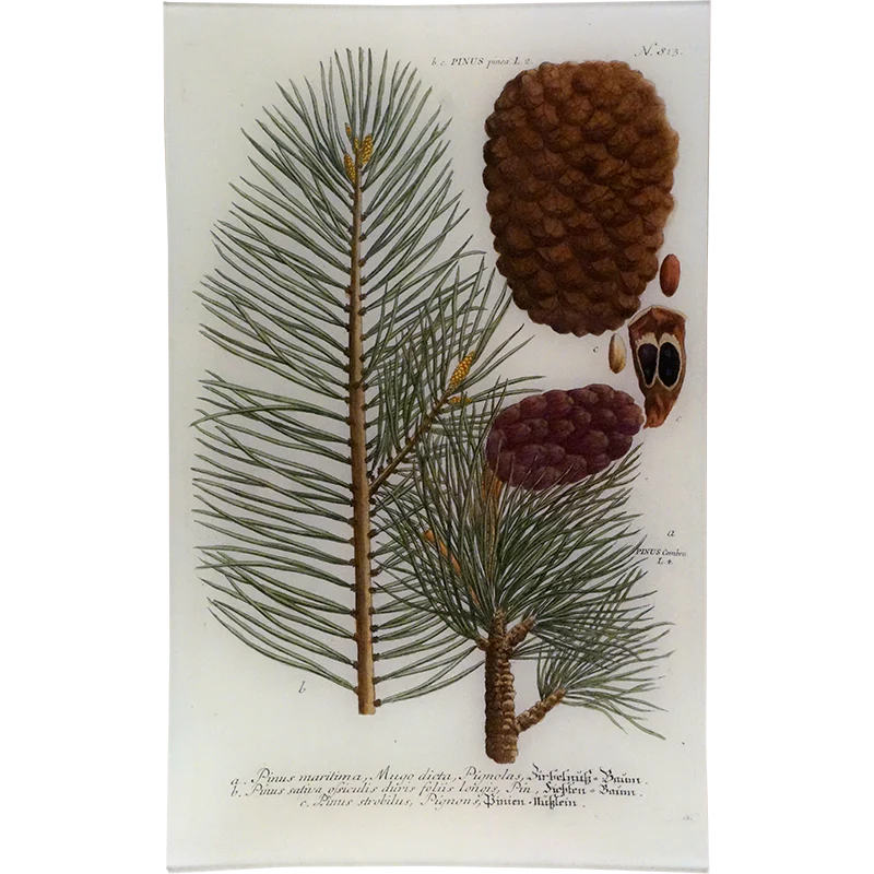 N. 813 Pinus Pinea