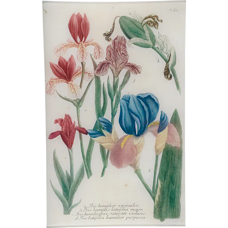 N. 612 Northern Blue Flag Iris