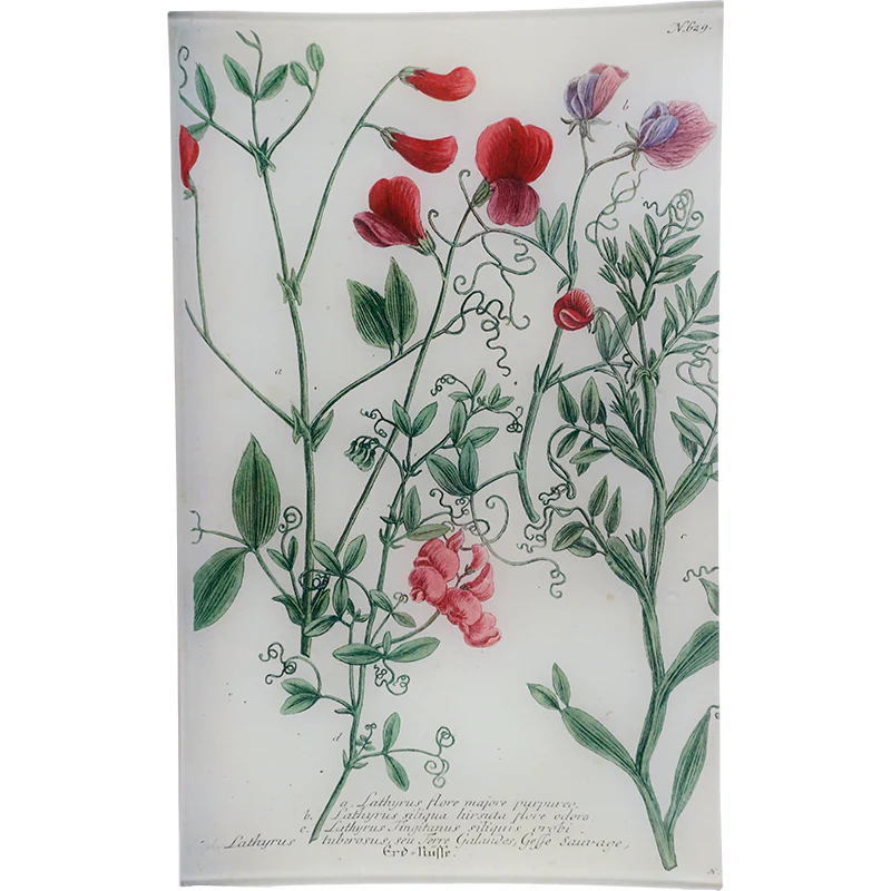 N. 629 Tangier Pea