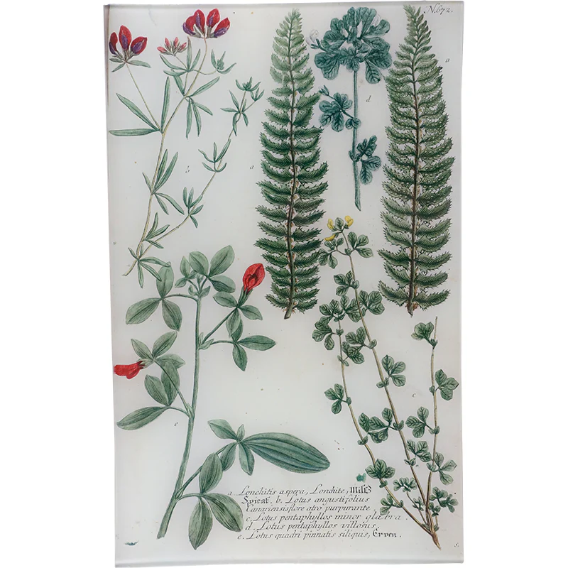 N. 672 Lonchite Fern