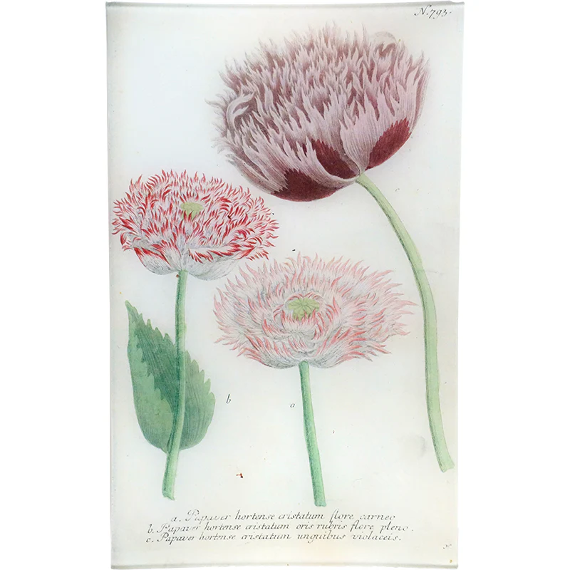 N. 793 Variegated Crested Poppy