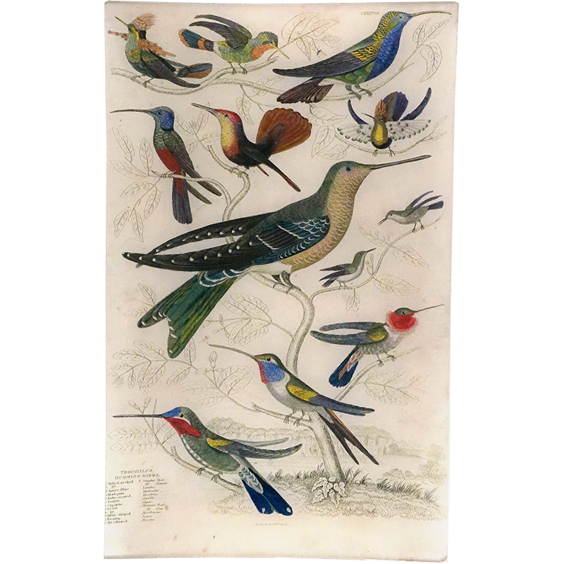 Tufted-necked Hummingbirds
