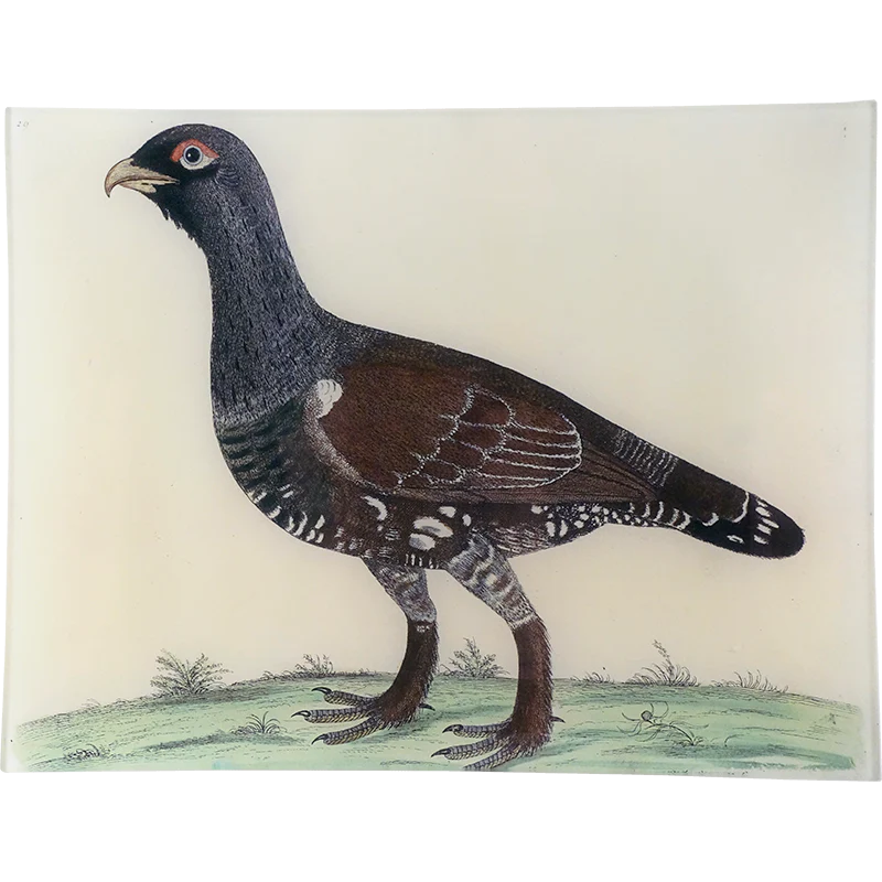 #45 - Moscovian Black Game Cock