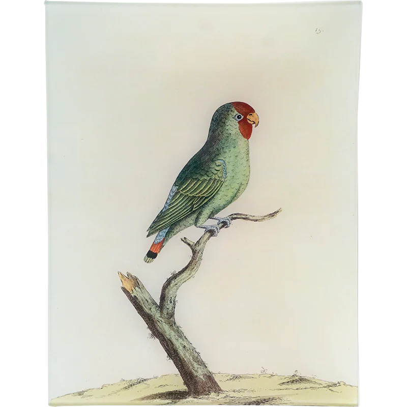 #50 - Parakeet from East India
