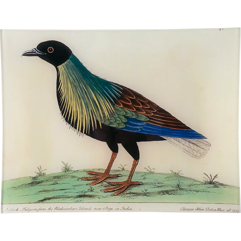 #53 - Nicobar Pigeon Cock