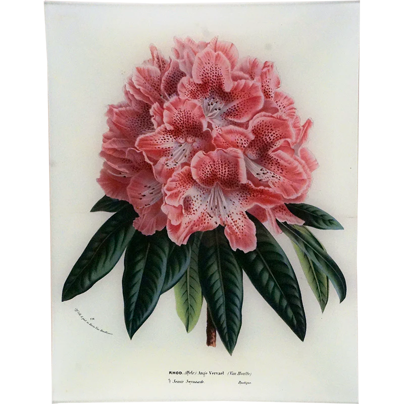 Rhododendron Ange Vervaet