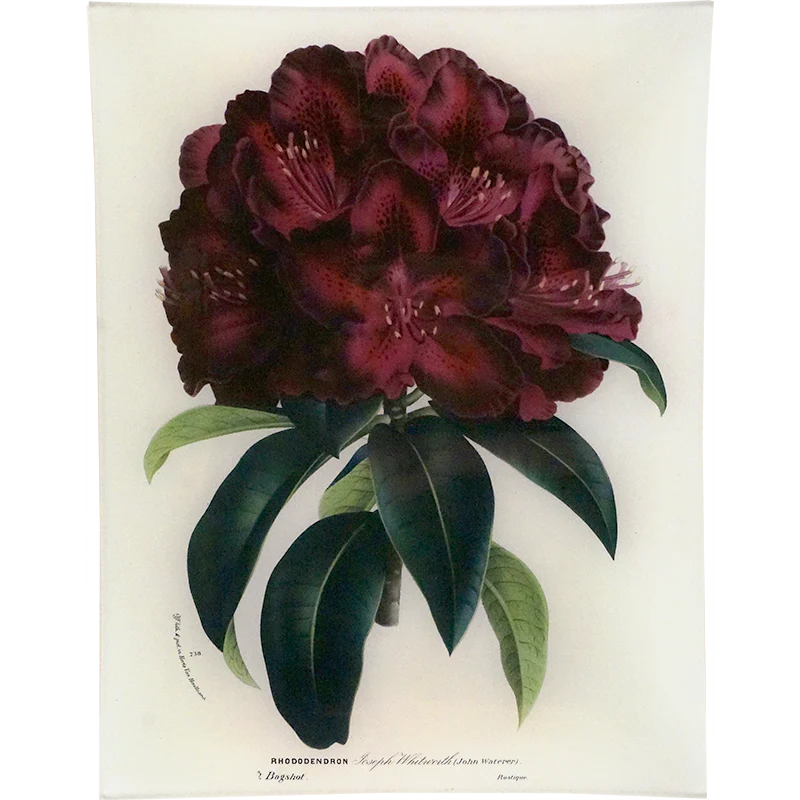 Rhododendron Joseph Whitworth