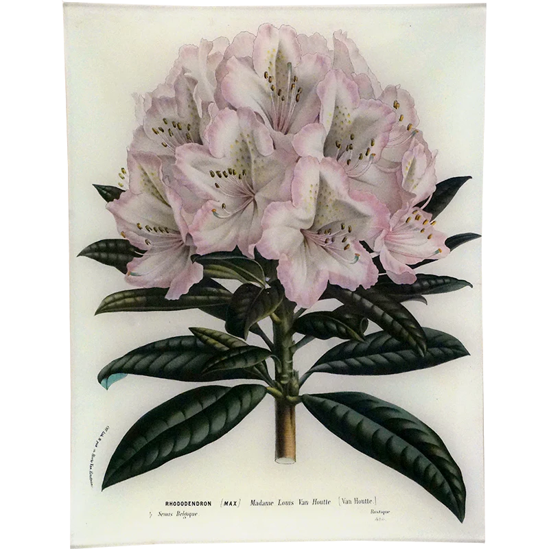 Rhododendron Madame Louis