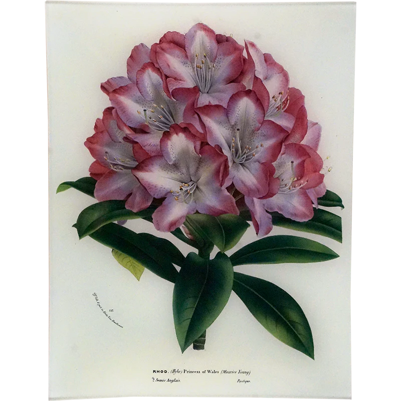 Rhododendron Princess of Wales
