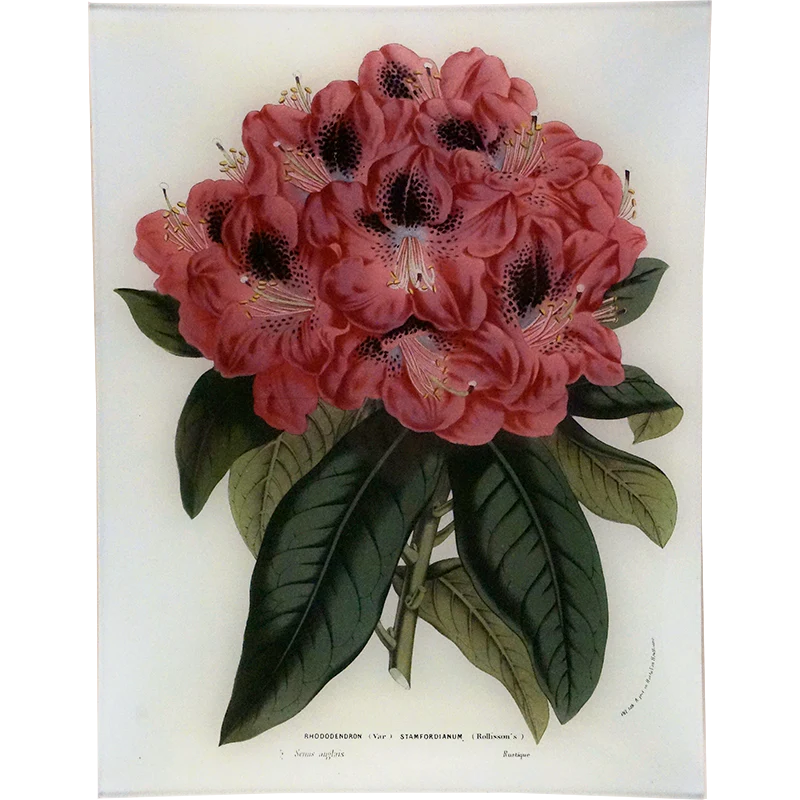 Rhododendron Stamfordianum