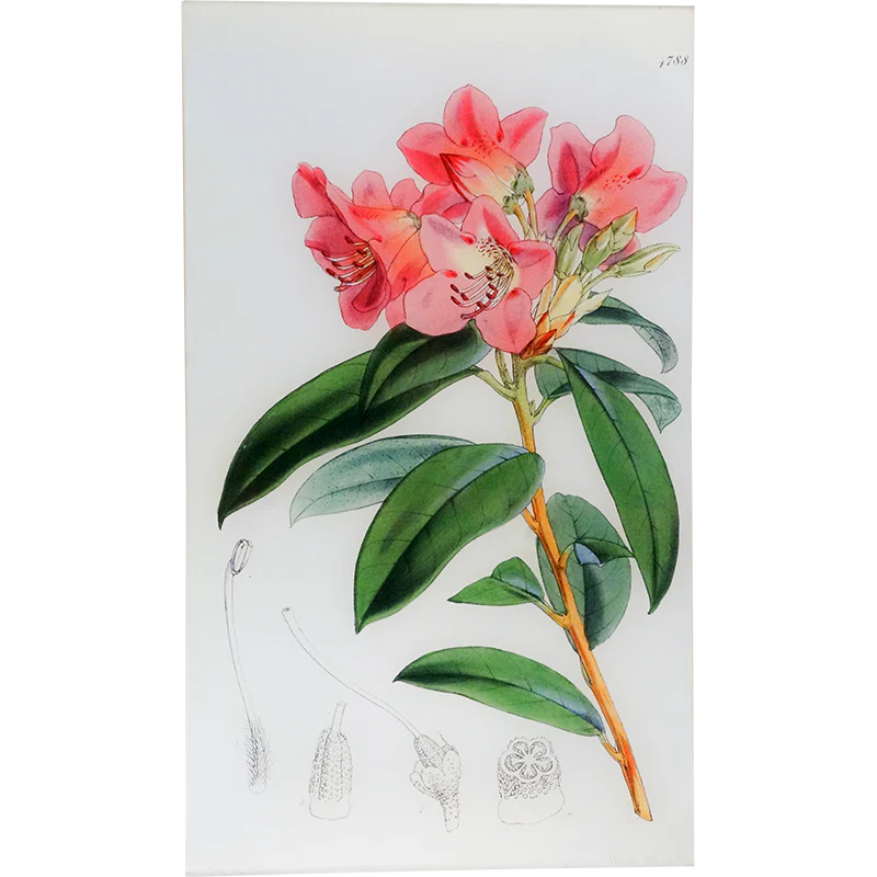 Rhododendron Pallidum (William Curtis Botanicals)