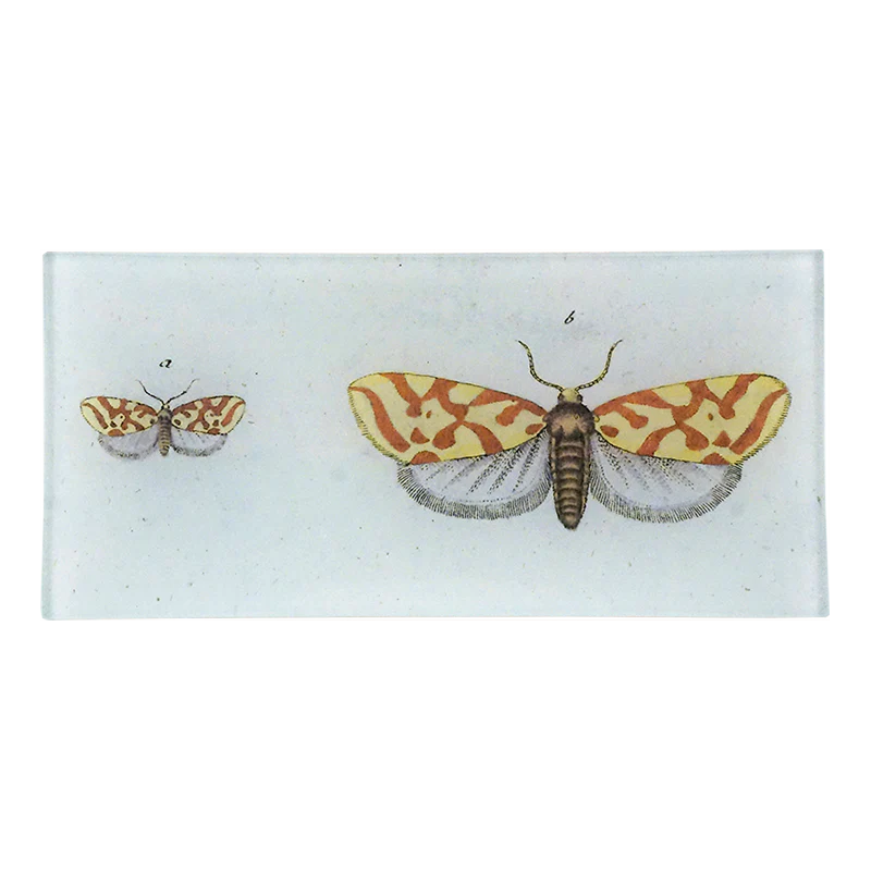 Pyralis Christierniana Moth