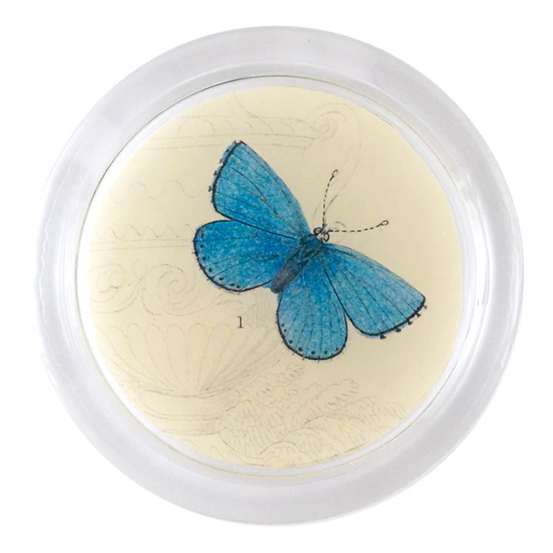 Adonis, Male Butterfly (19th c. Naturalist)