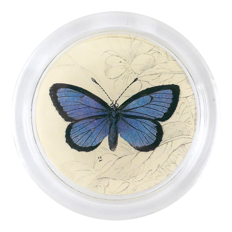 Alcon Blue Butterfly (19th c. Naturalist)