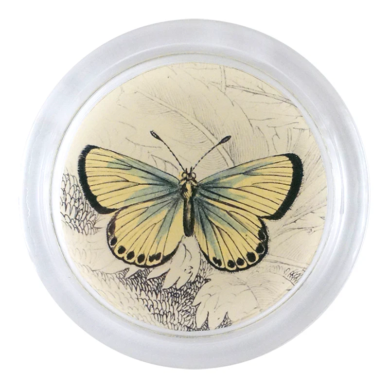 Chalkhill Butterfly (19th c. Naturalist)