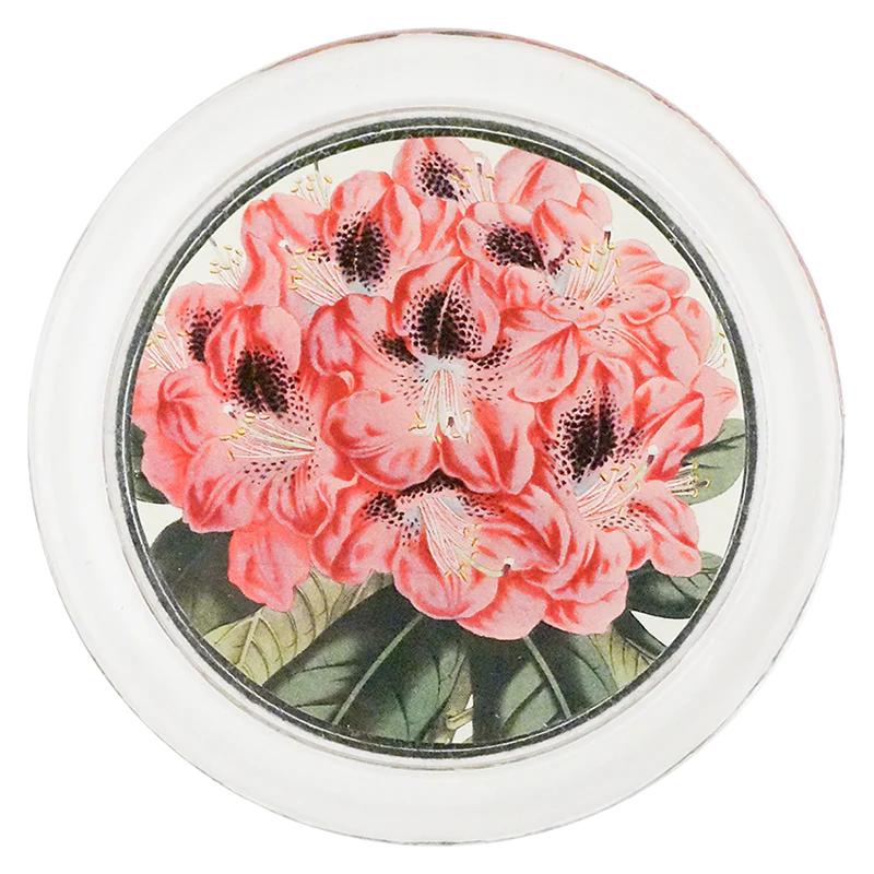 Rhododendron Stamfordianum