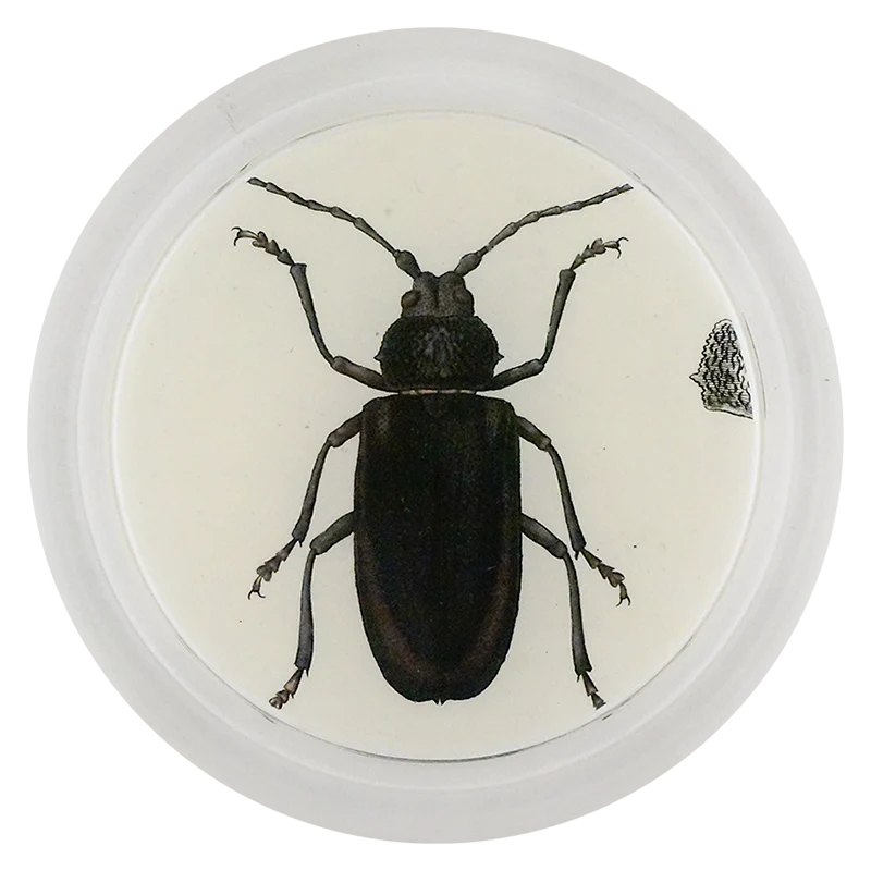 European Longhorn Beetle