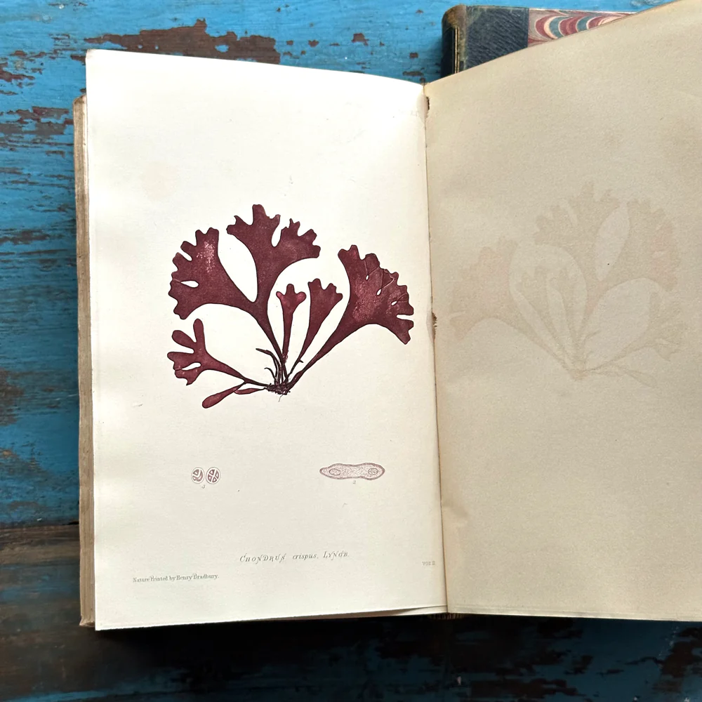 Antique 4-Volume Set: British Seaweeds by Henry Bradbury (1859) - Image 3