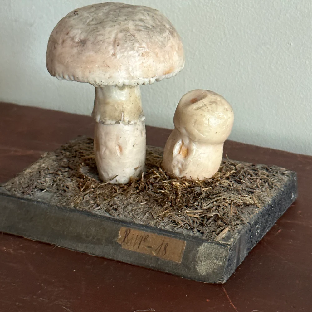 Antique Mushroom Model #1 - Image 2