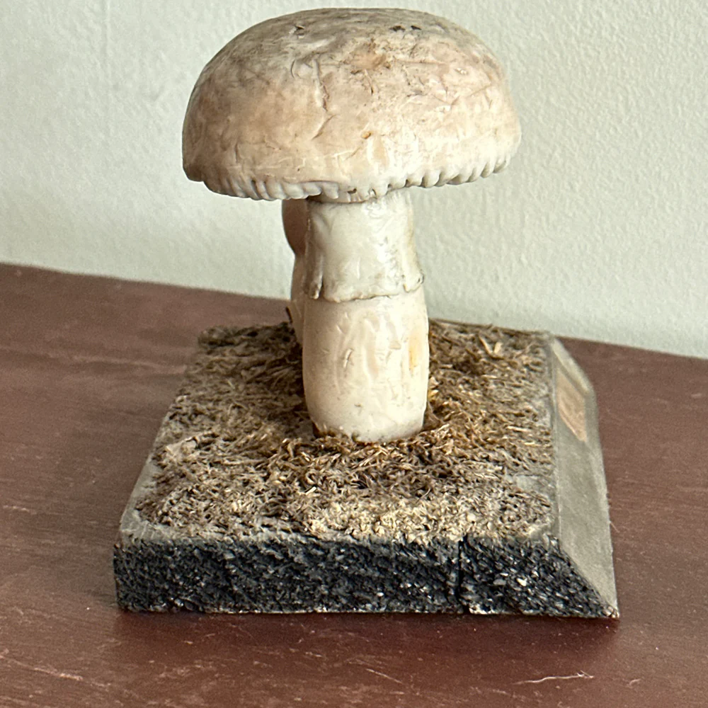 Antique Mushroom Model #1 - Image 3
