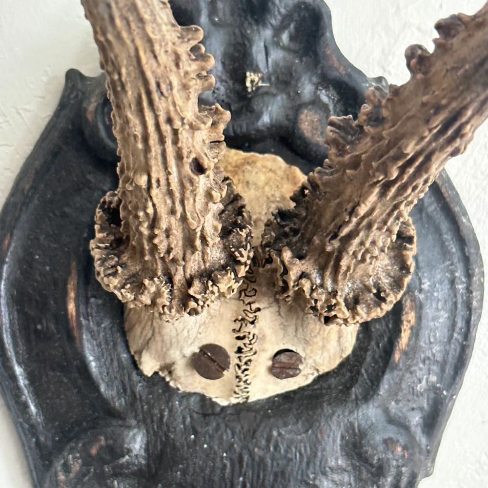 Black Forest Antlers on Carved Plaque (#557) - Image 4