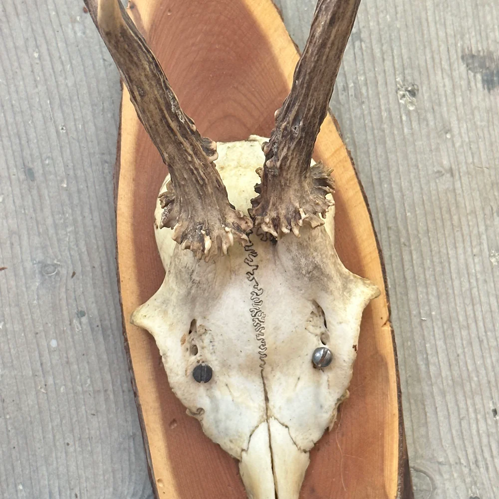 Black Forest Antlers on Plaque (#539) - Image 4