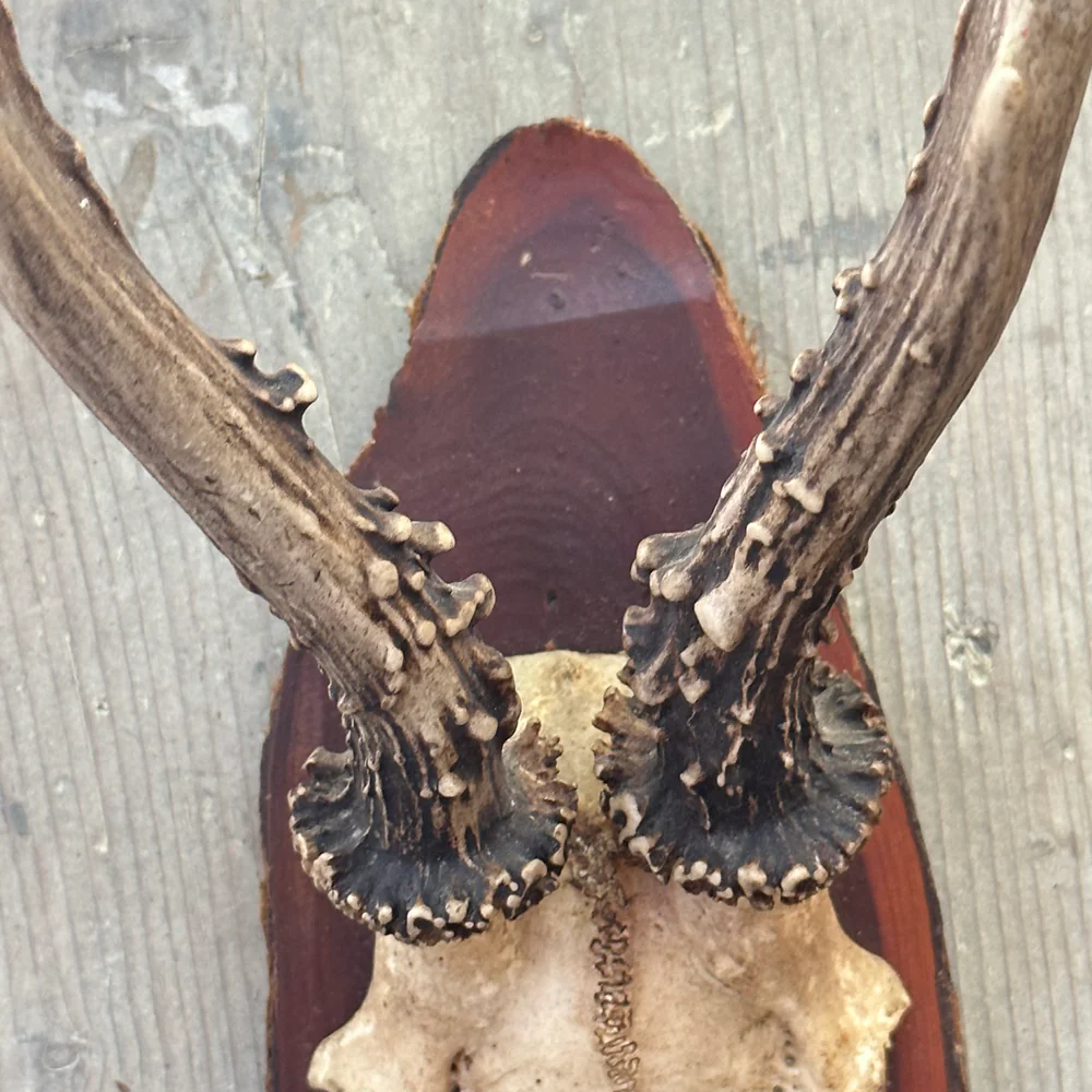 Black Forest Antlers on Plaque (#541) - Image 3