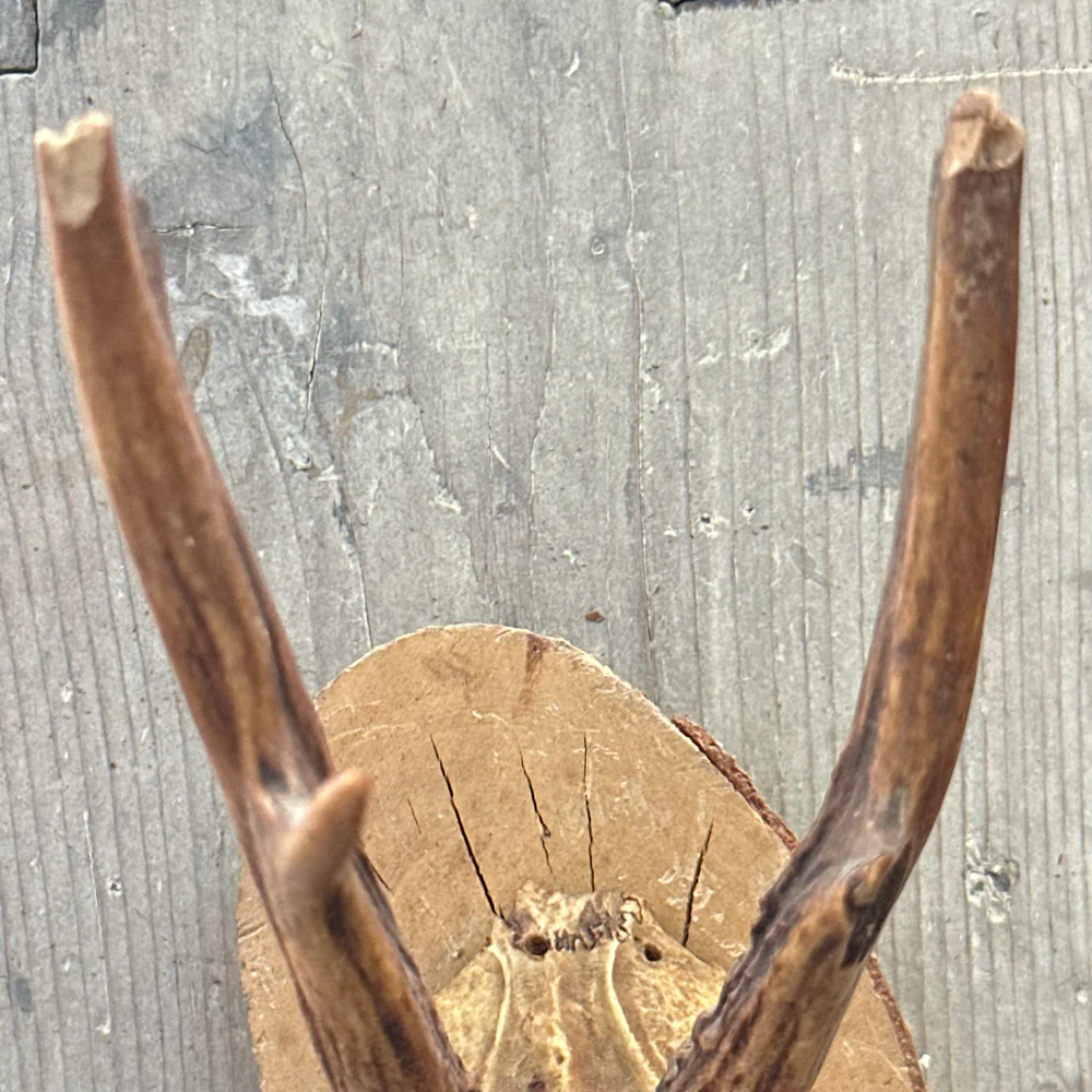 Black Forest Antlers on Plaque (#542) - Image 3