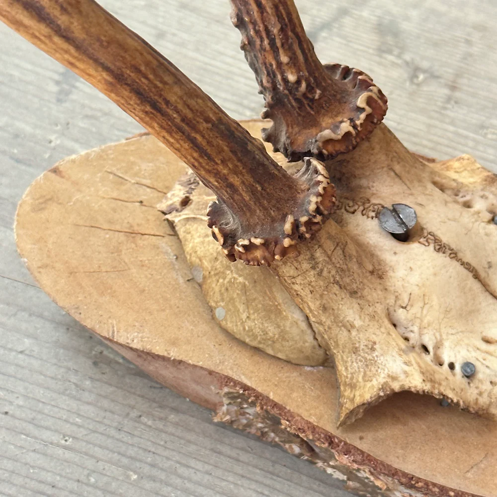 Black Forest Antlers on Plaque (#542) - Image 5