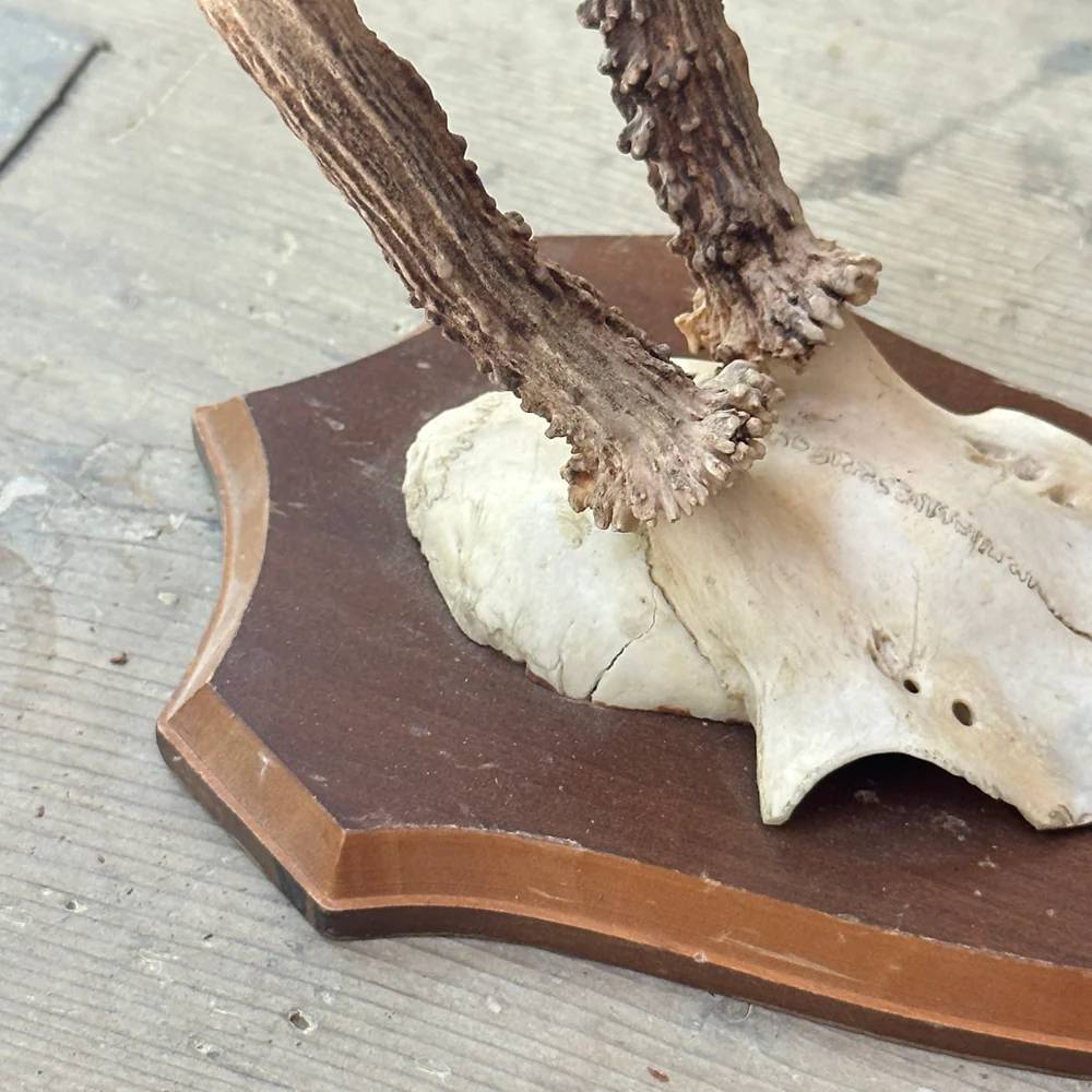 Black Forest Antlers on Plaque (#545) - Image 2