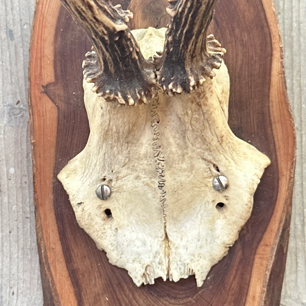 Black Forest Antlers on Plaque (#546) - Image 3