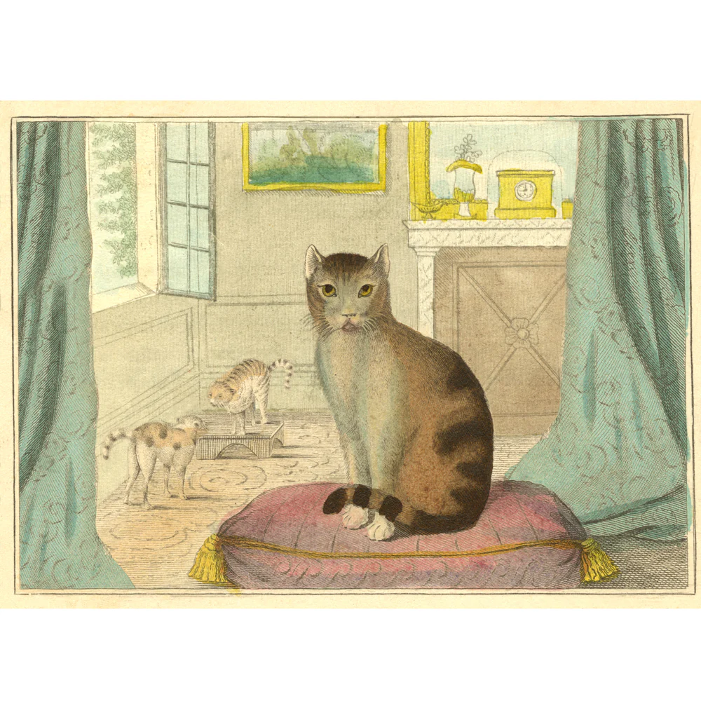 Calm Cat - Image 3