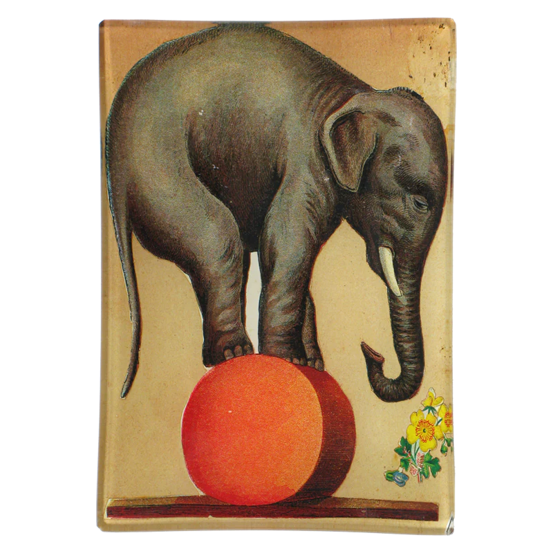 Circus Elephant