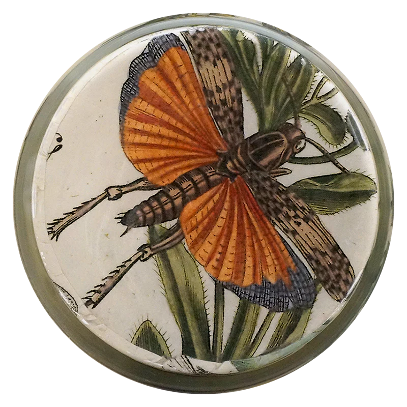 Dragonfly - Image 3