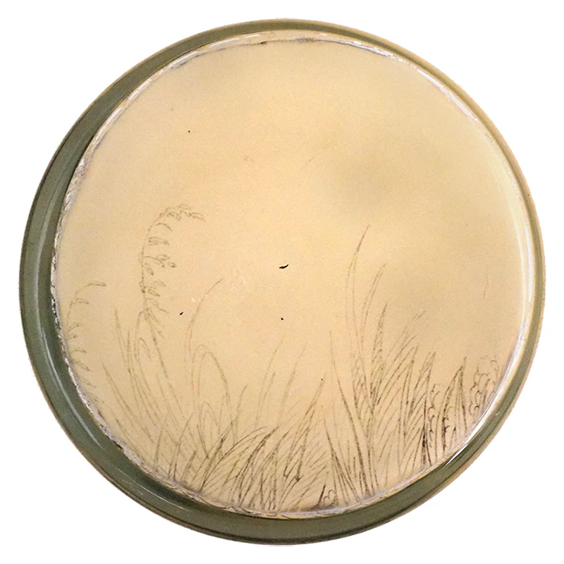 Eggs - Image 2