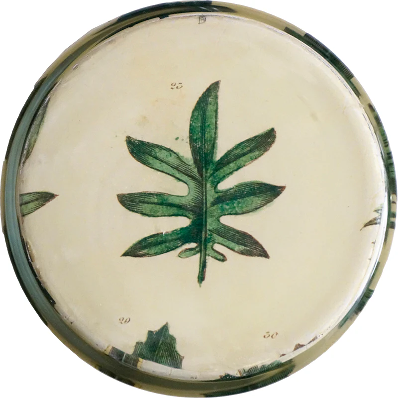 Leaf Specimen - Image 4