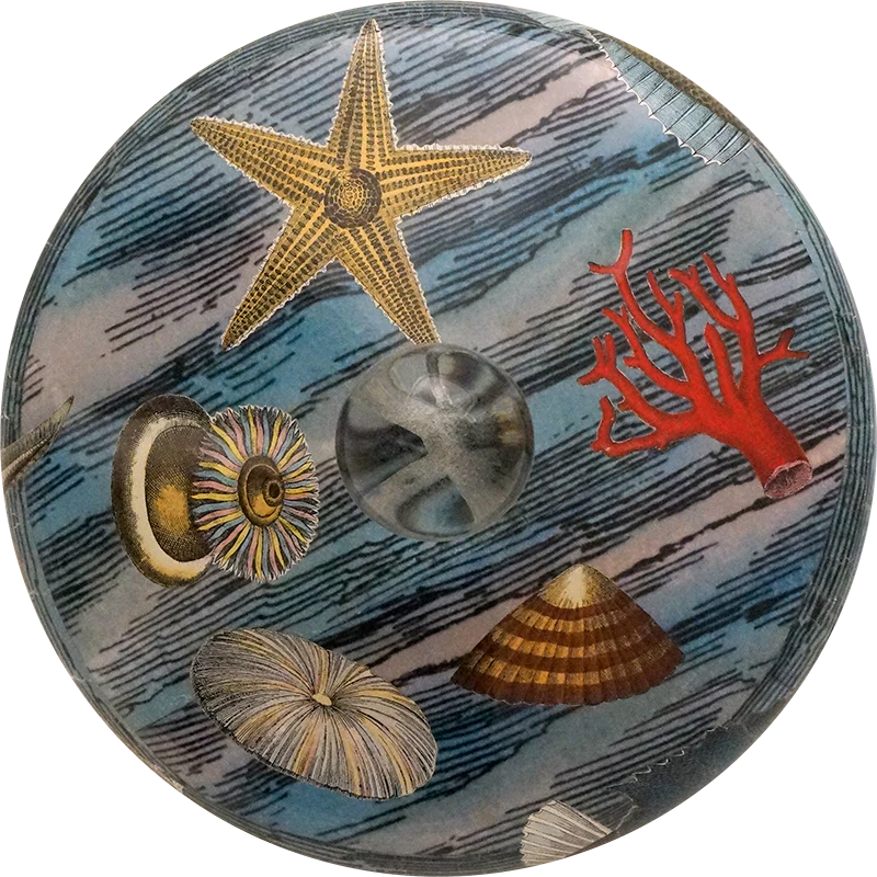 Sea Life - Image 3
