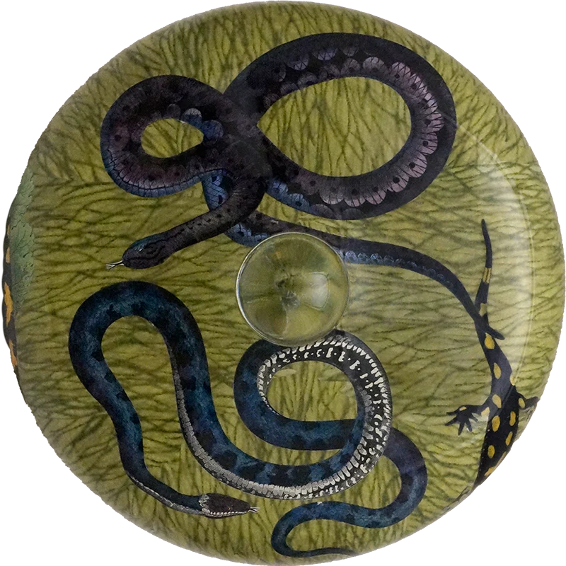 Reptiles & Amphibians - Image 4