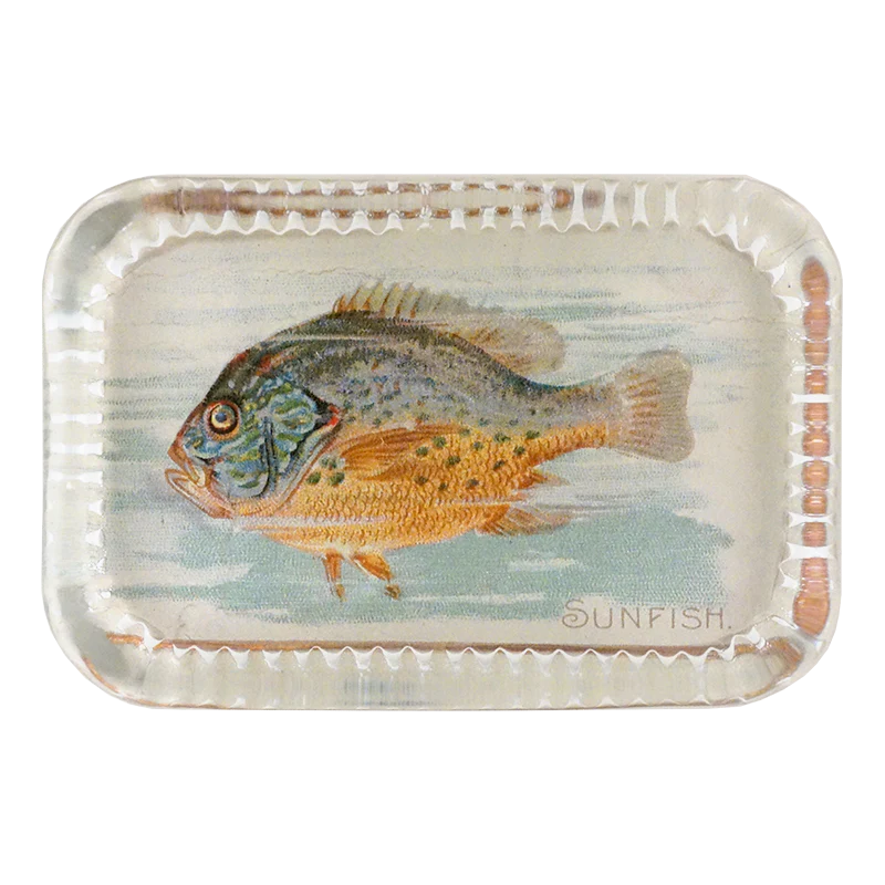 Sunfish (Fish)