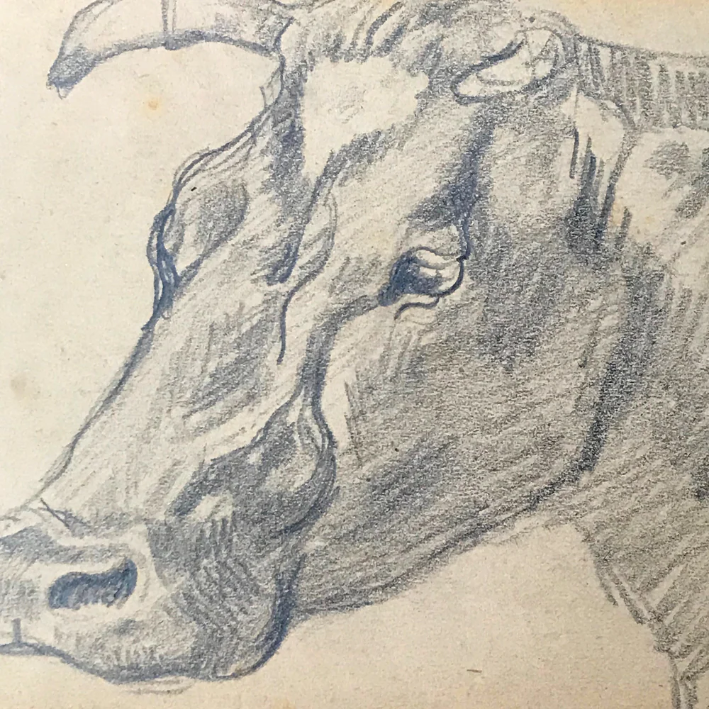 Evert Rabbers Cow Drawing 34 - Image 2