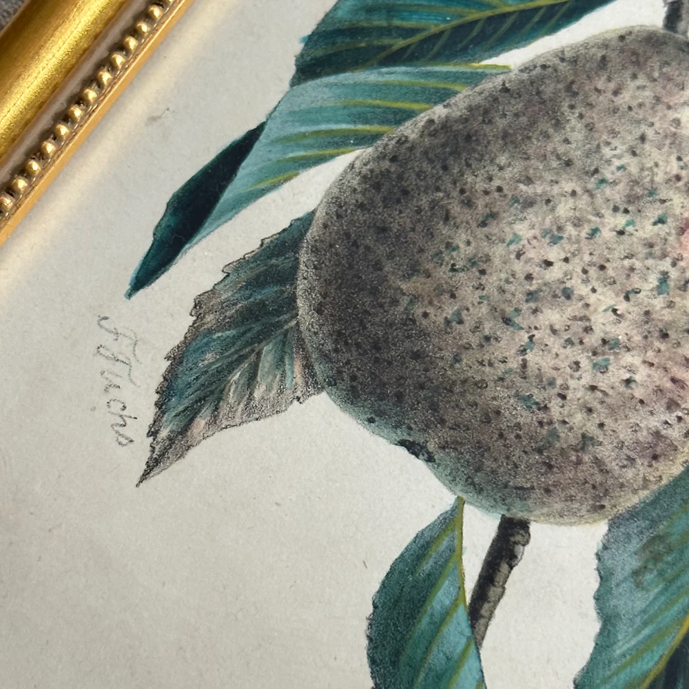 Framed Speckled Pear Vintage Botanical Lithograph Print - Image 2