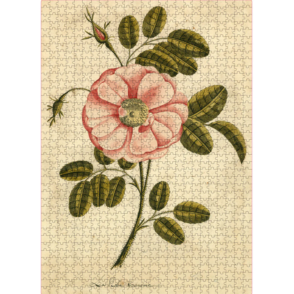 Garden Rose - Image 2