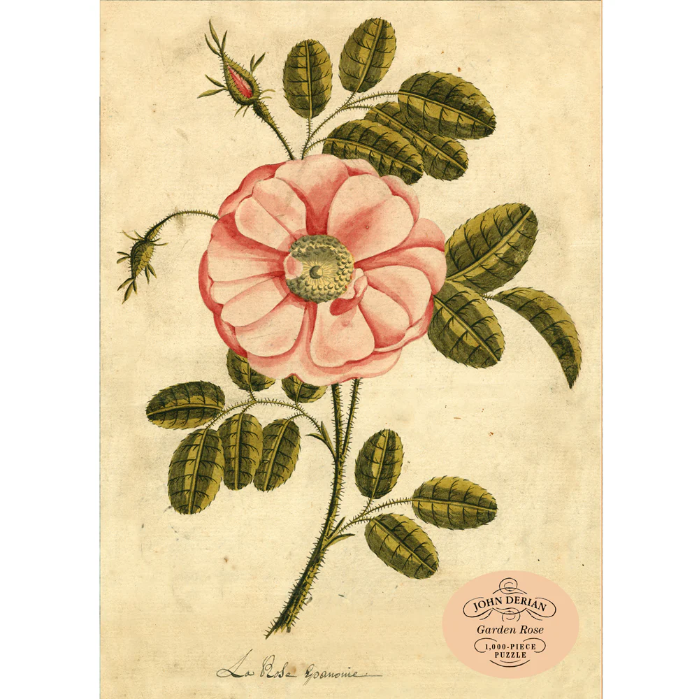 Garden Rose - Image 3